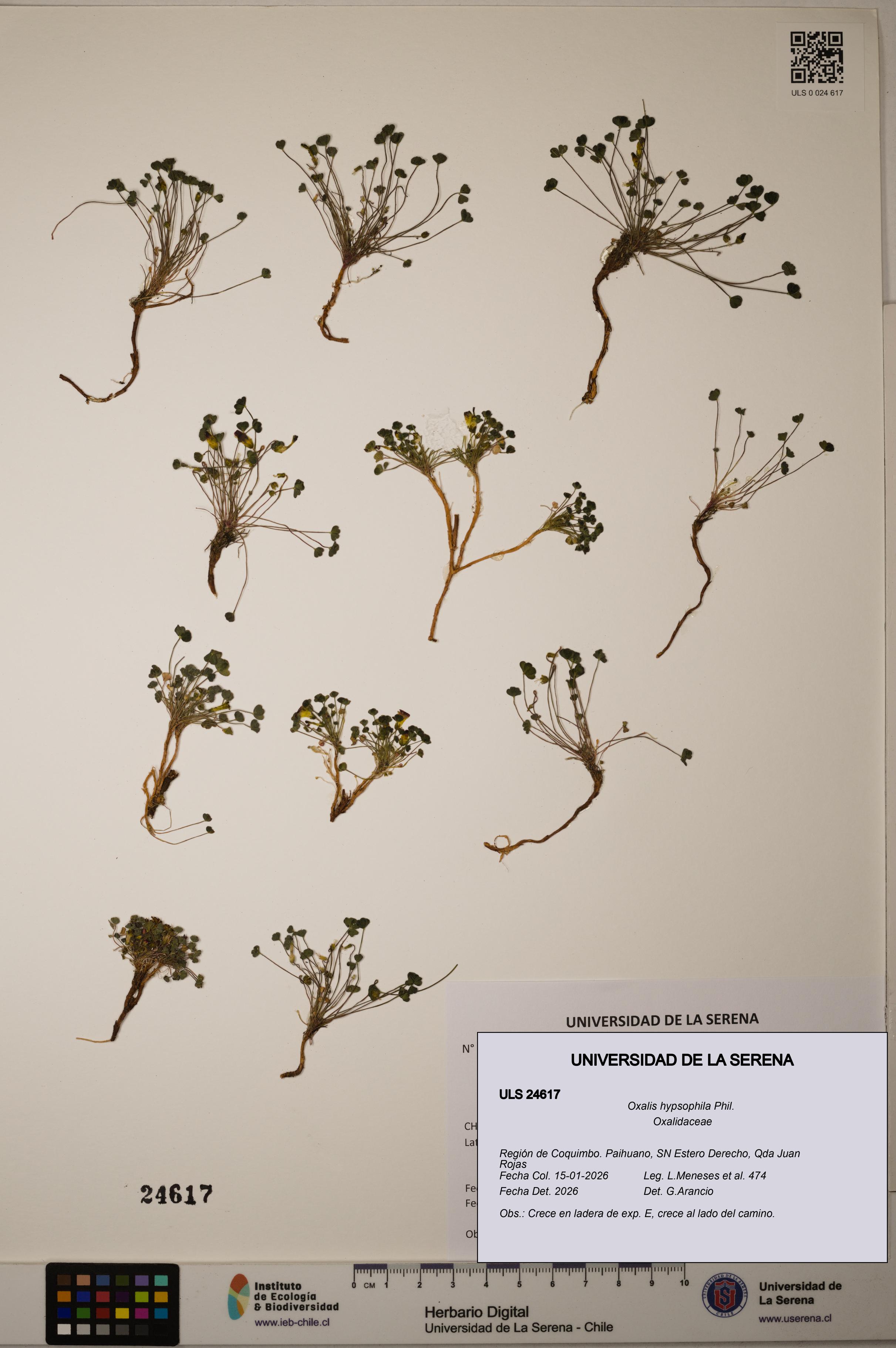 Oxalis hypsophila [Espécimen: ]