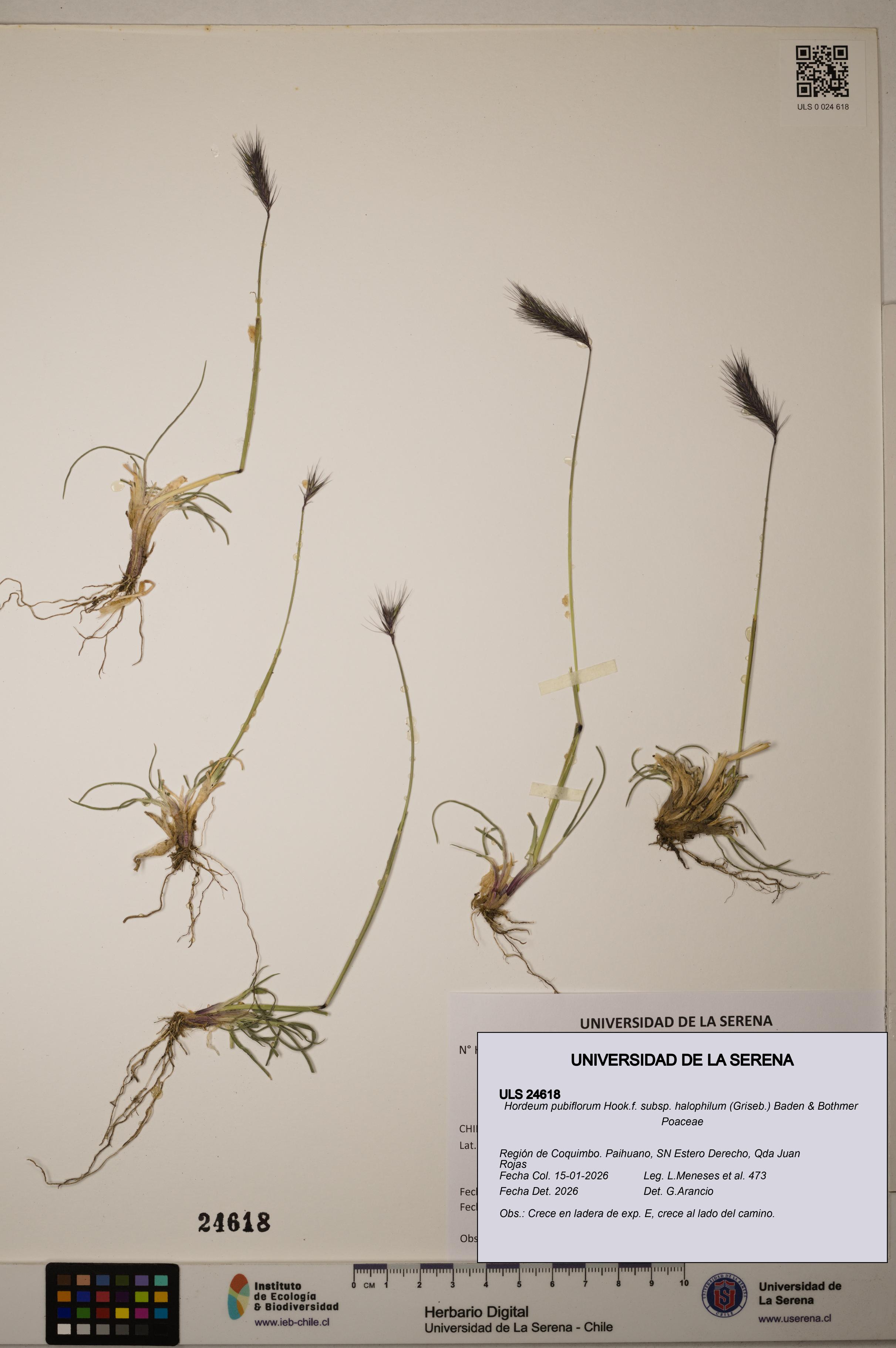 Hordeum pubiflorum subsp. halophilum [Espécimen: ]