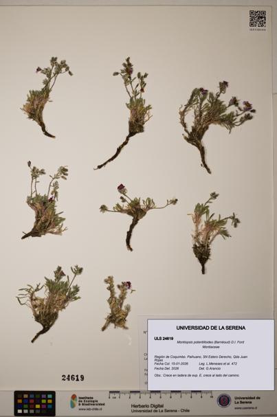 Montiopsis potentilloides [Espécimen: ULS:ULS:0024619]