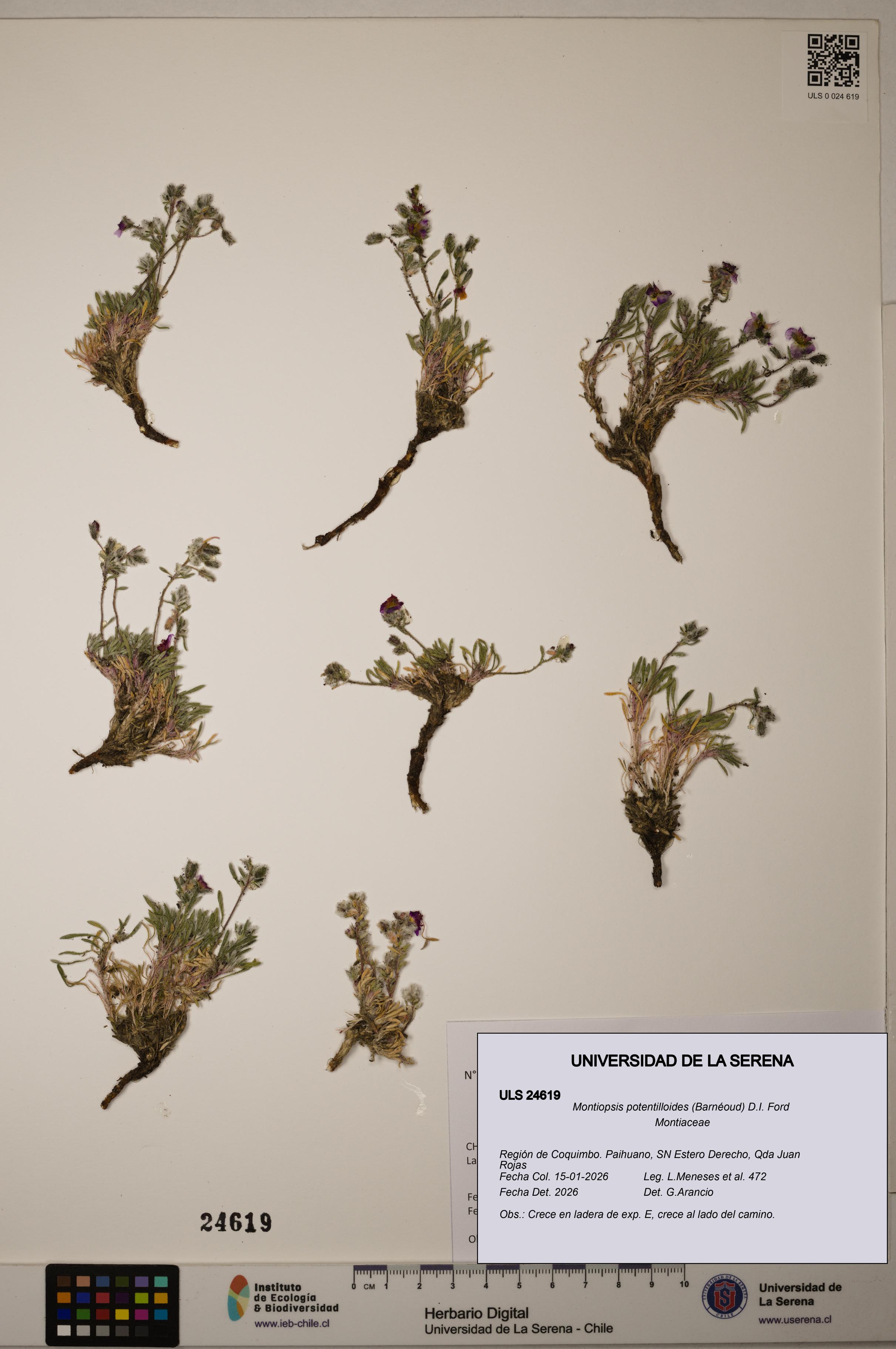 Montiopsis potentilloides [Espécimen: ULS:ULS:0024619]