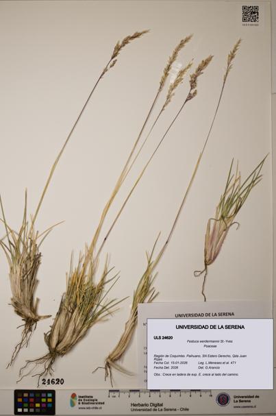 Festuca werdermannii [Espécimen: ]