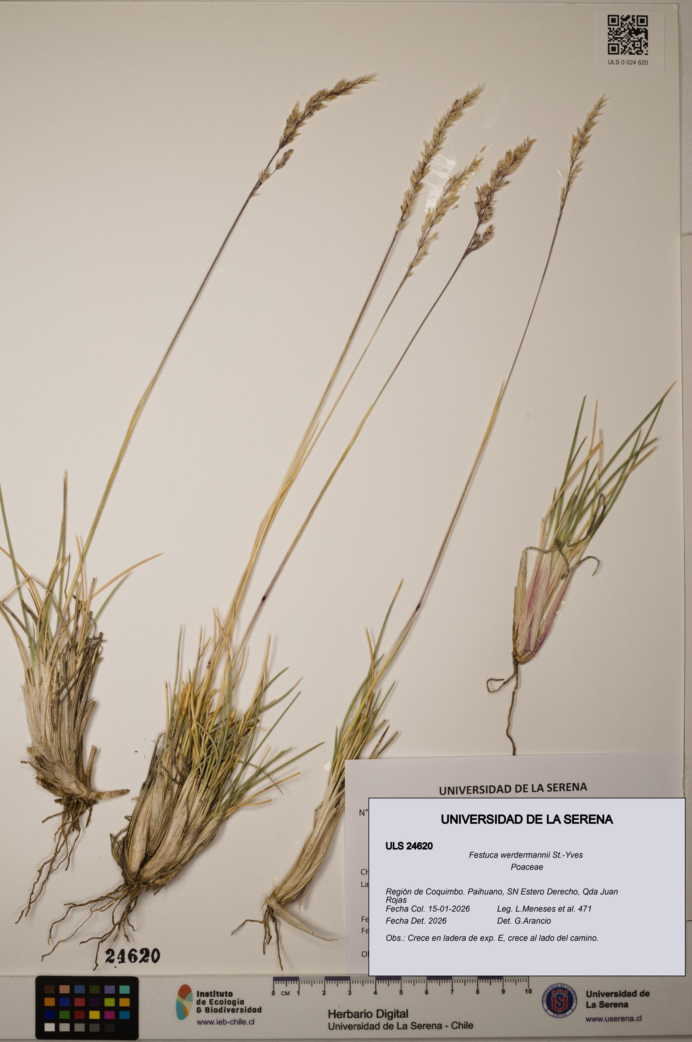 Festuca werdermannii [Espécimen: ]