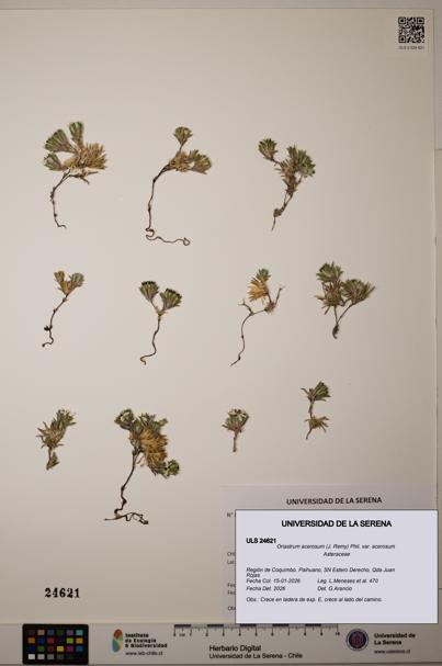 Oriastrum acerosum var. acerosum [Espécimen: ULS:ULS:0024621]
