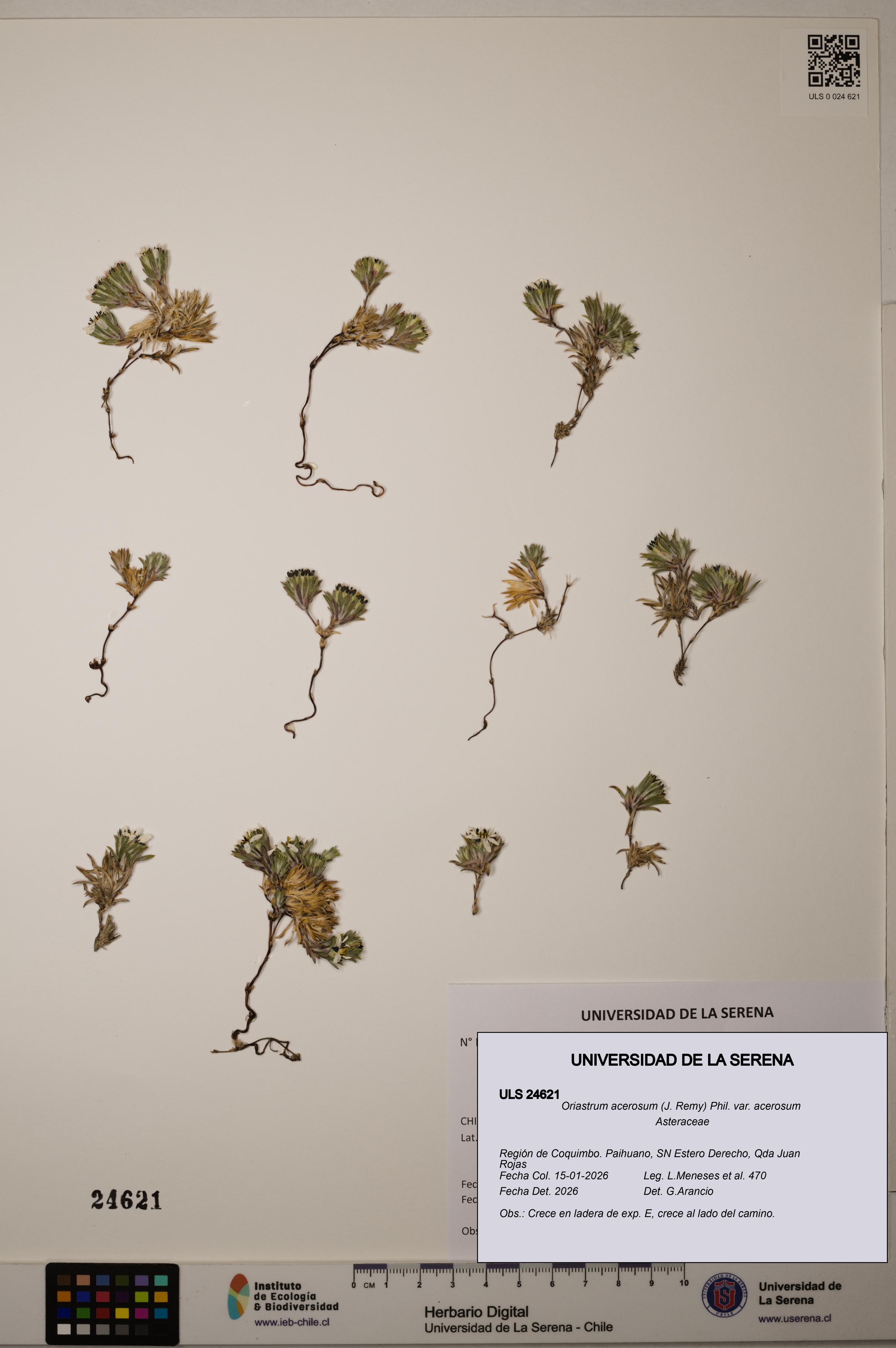 Oriastrum acerosum var. acerosum [Espécimen: ULS:ULS:0024621]