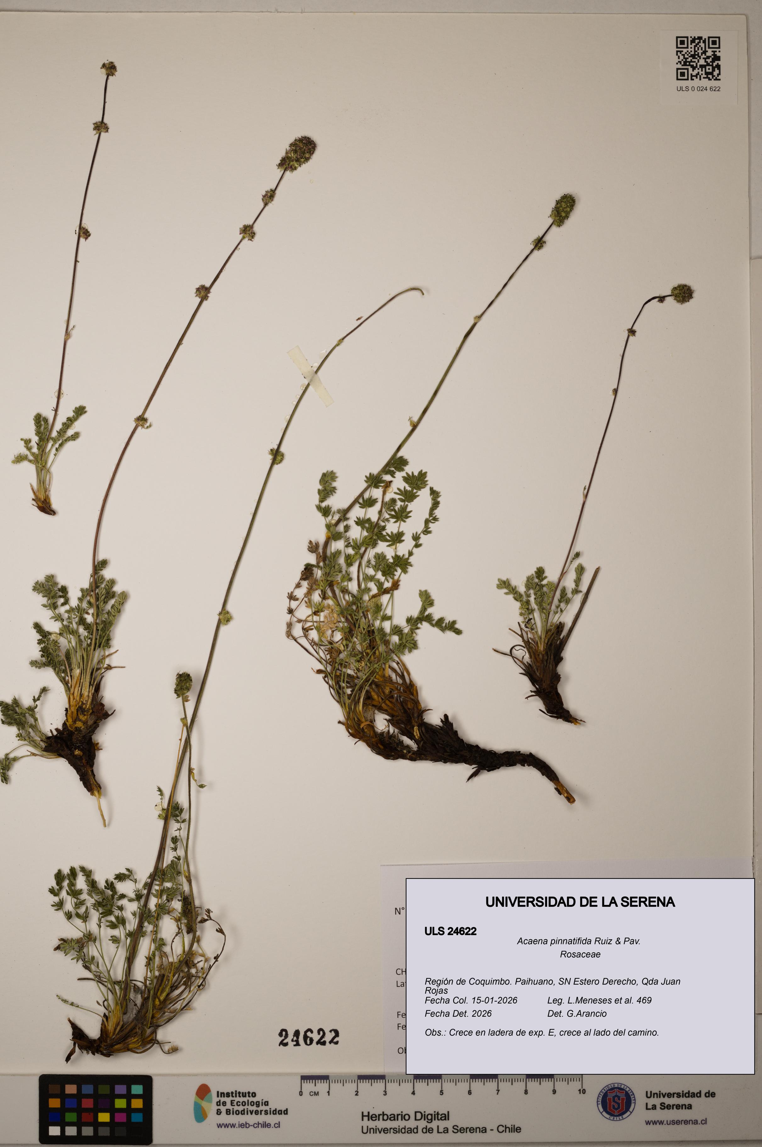 Acaena pinnatifida [Espécimen: ULS:ULS:0024622]