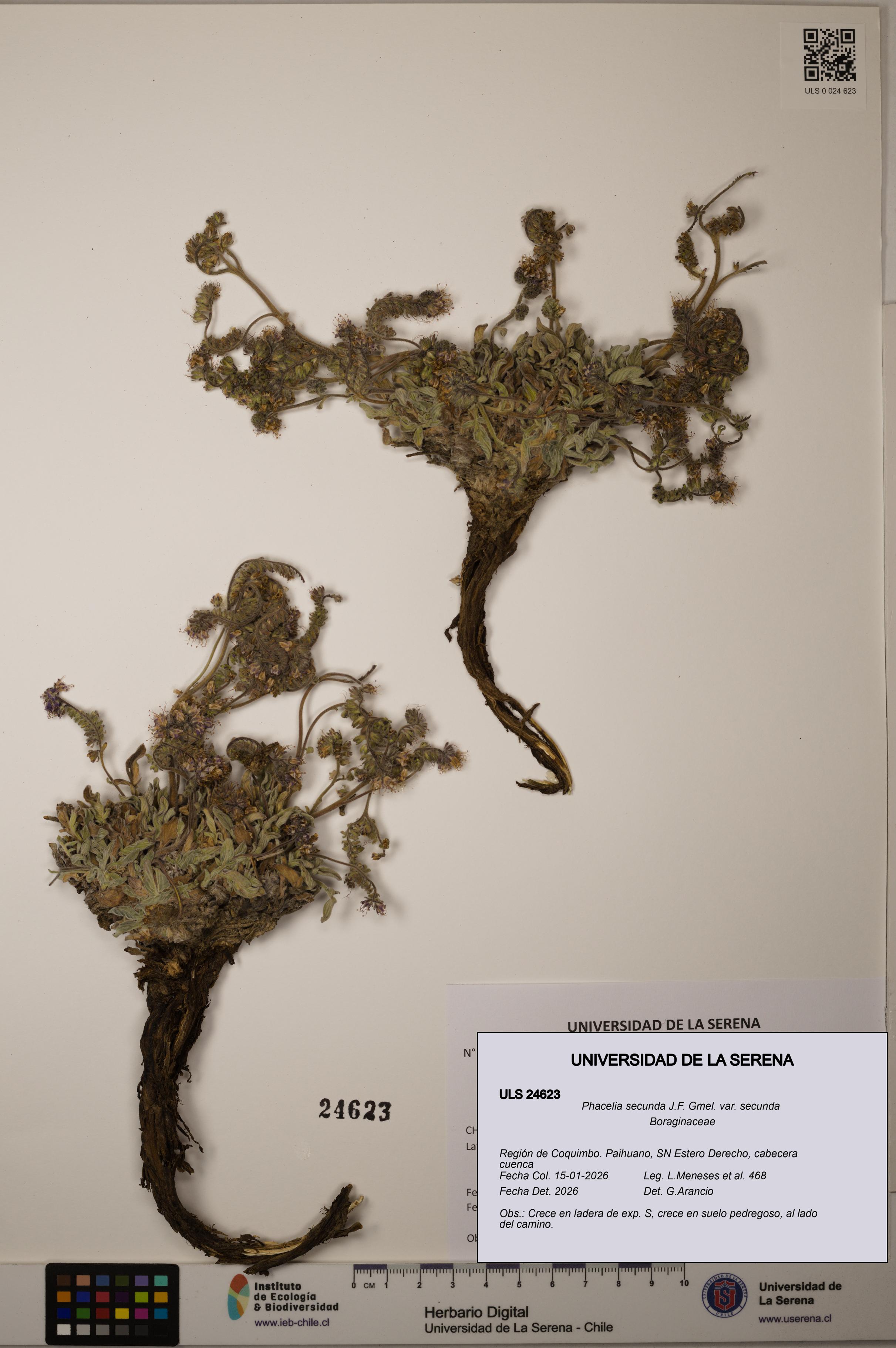 Phacelia secunda var. secunda [Espécimen: ULS:ULS:0024623]