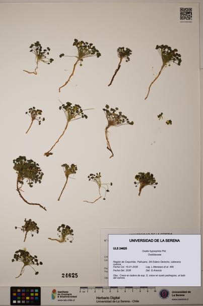 Oxalis hypsophila [Espécimen: ]