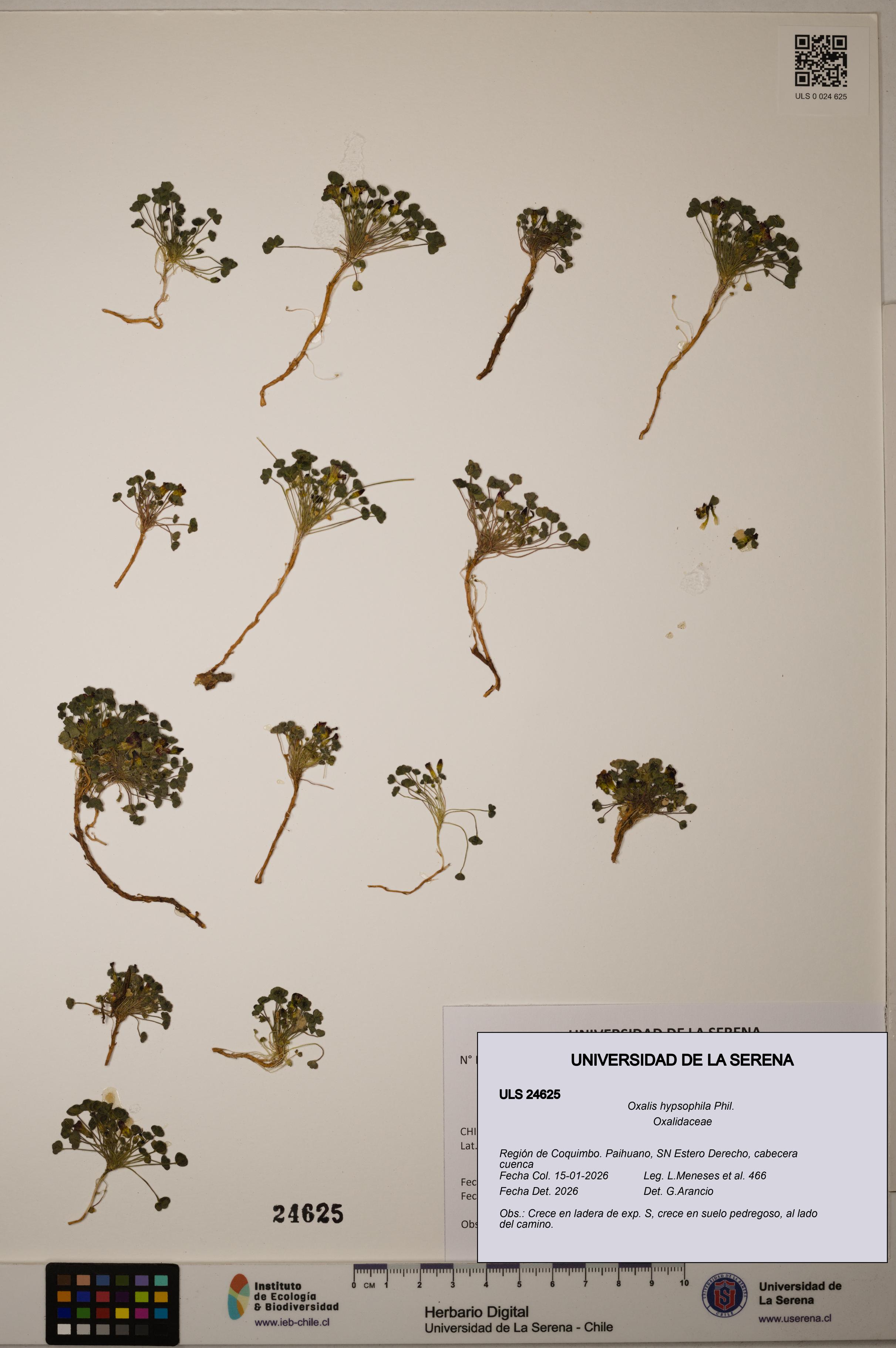 Oxalis hypsophila [Espécimen: ]