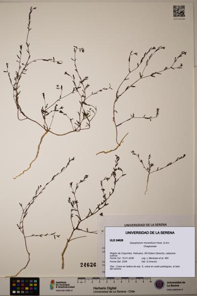 Gayophytum micranthum [Espécimen: ]