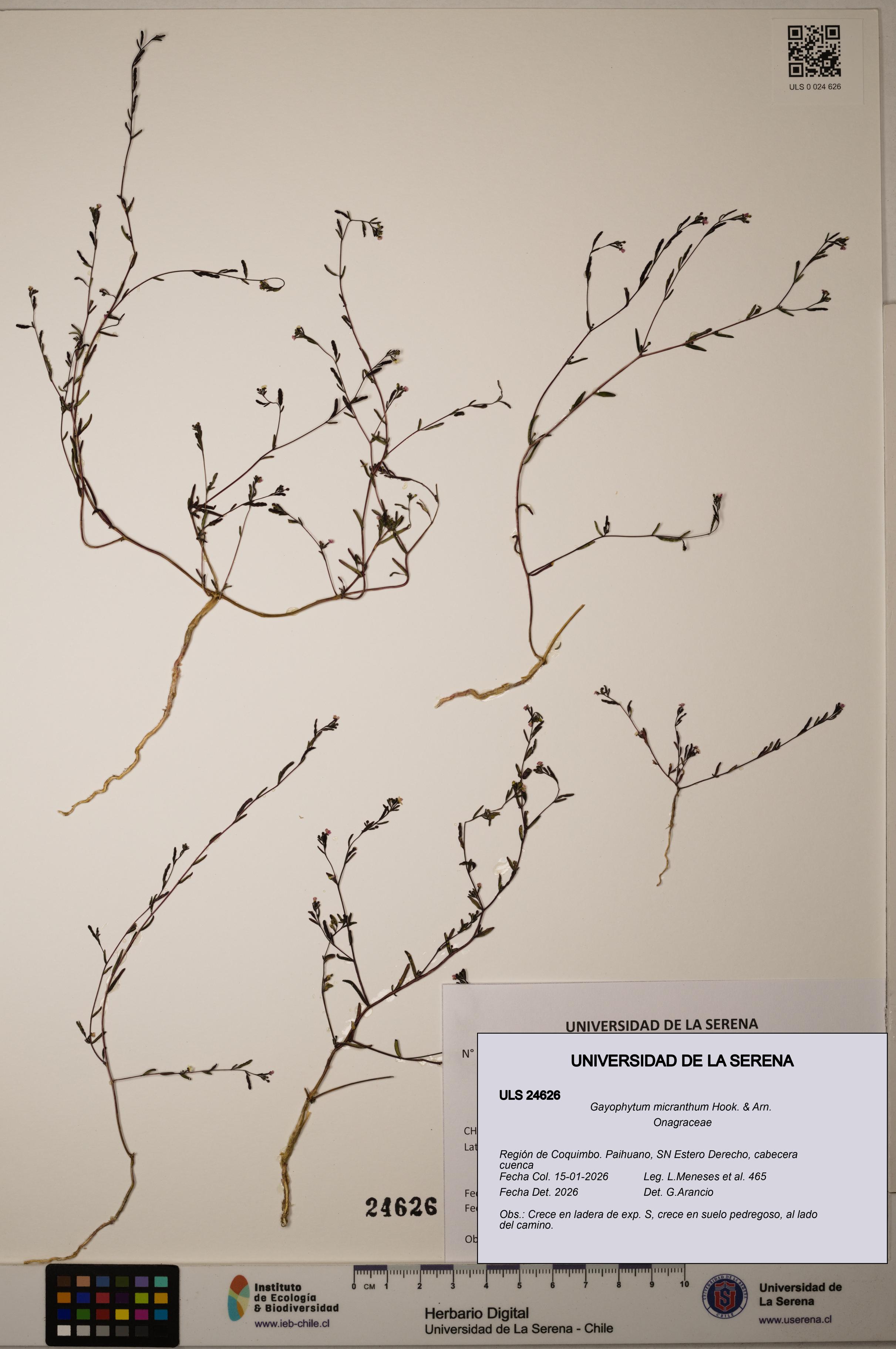 Gayophytum micranthum [Espécimen: ]