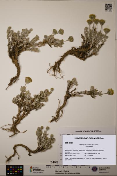 Senecio tinctolobus [Espécimen: ]