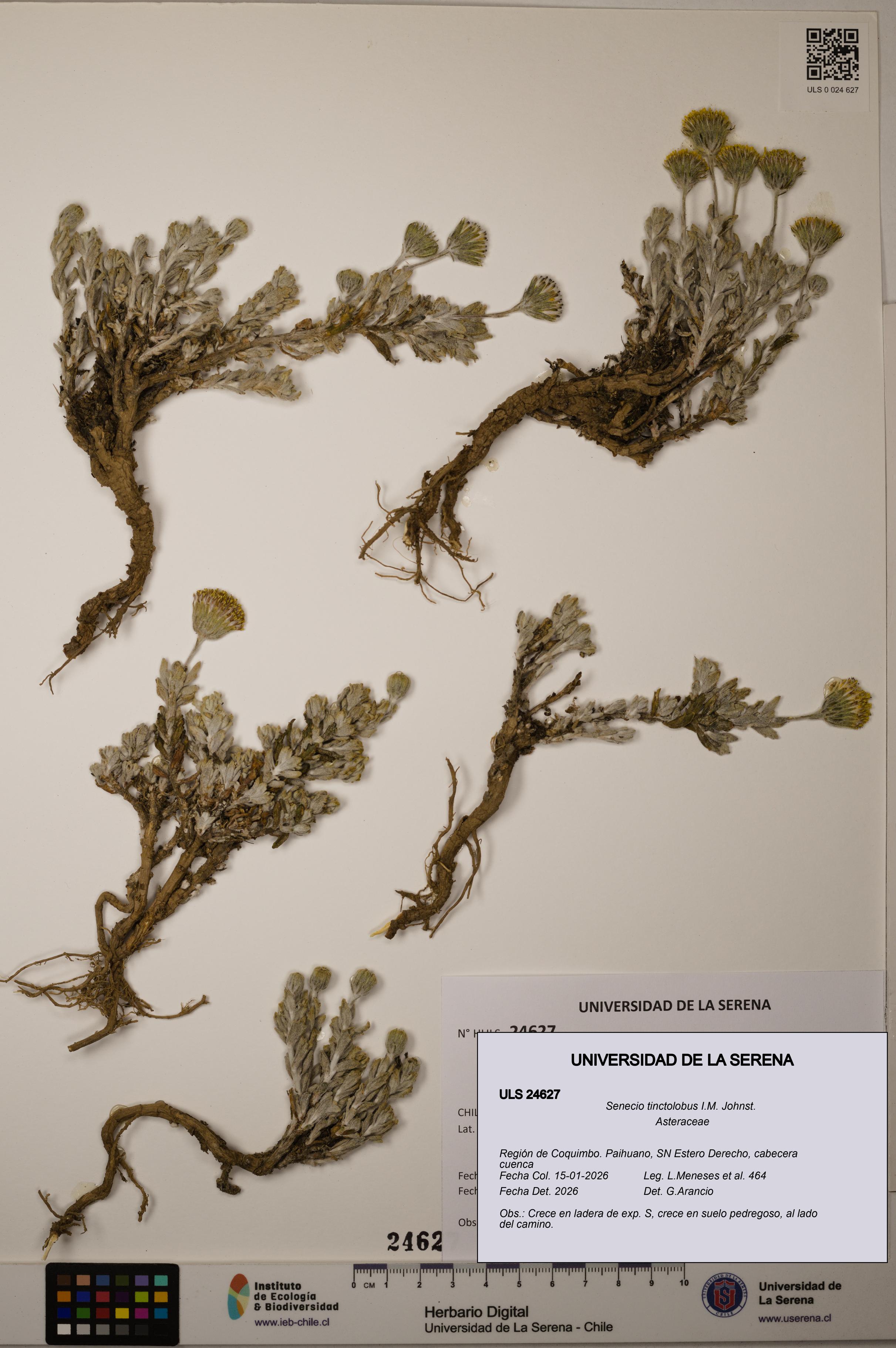 Senecio tinctolobus [Espécimen: ]