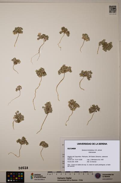 Senecio tinctolobus [Espécimen: ]