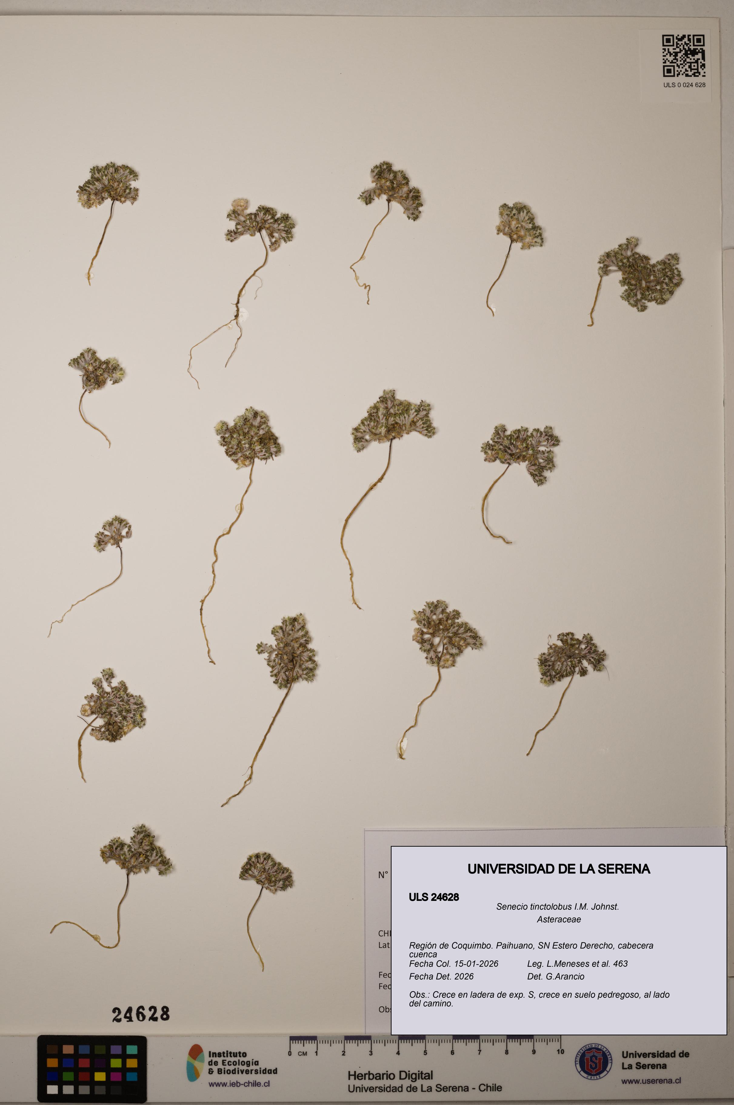 Senecio tinctolobus [Espécimen: ]