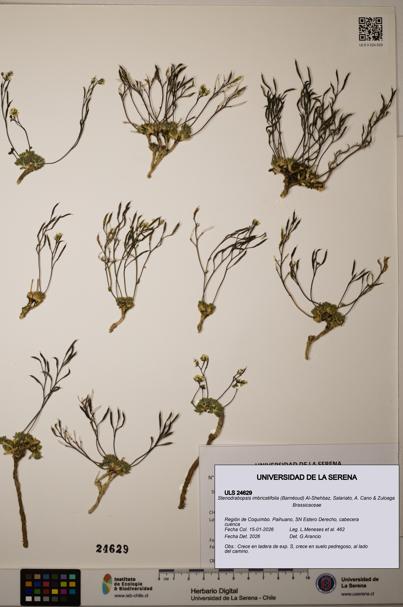 Stenodrabopsis imbricatifolia [Espécimen: ]