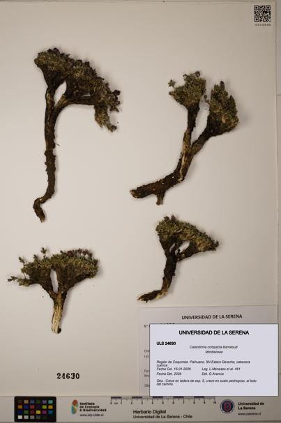 Calandrinia compacta [Espécimen: ULS:ULS:0024630]