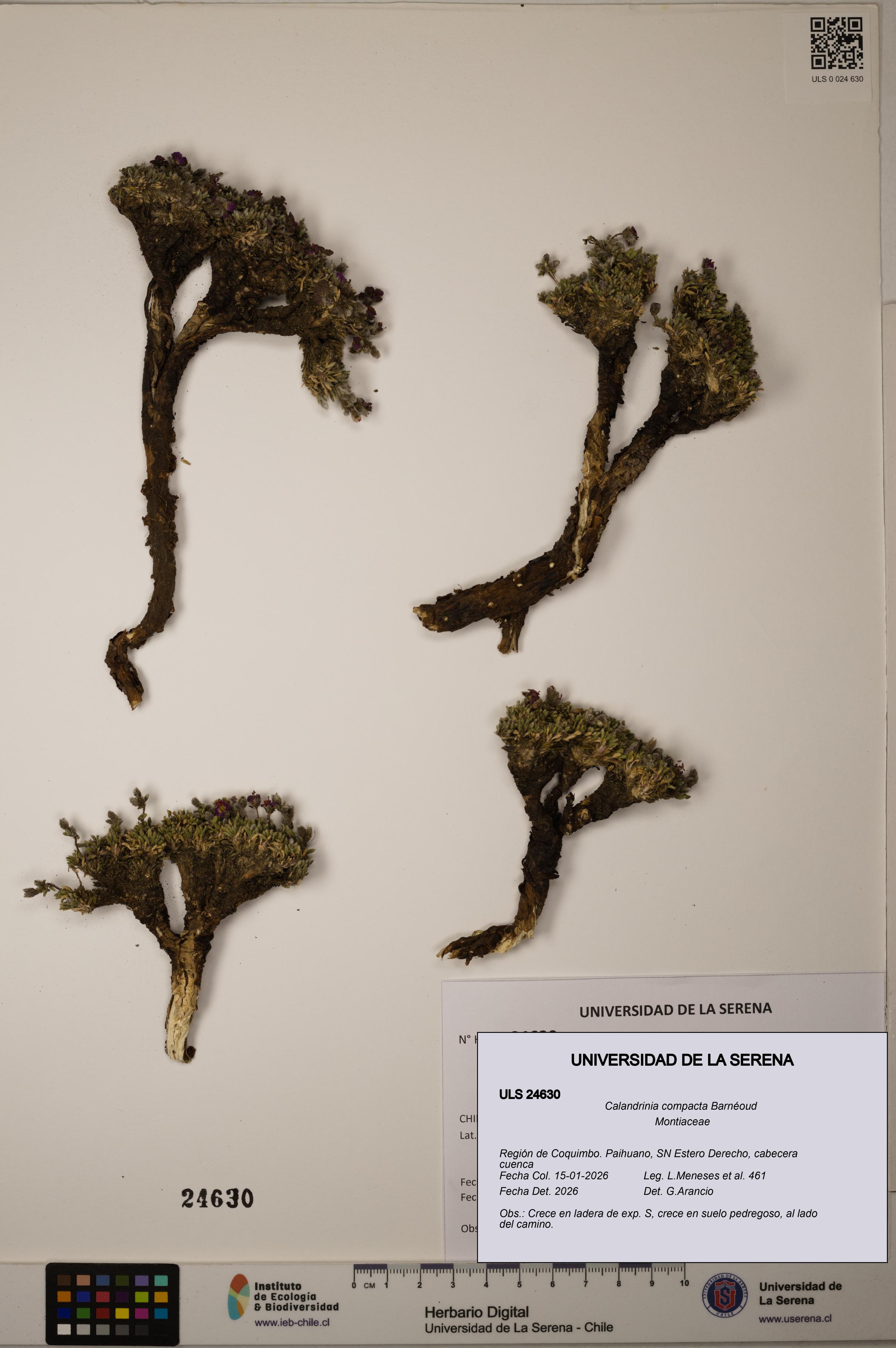 Calandrinia compacta [Espécimen: ULS:ULS:0024630]