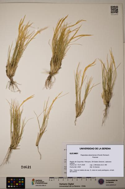 Pappostipa atacamensis [Espécimen: ]