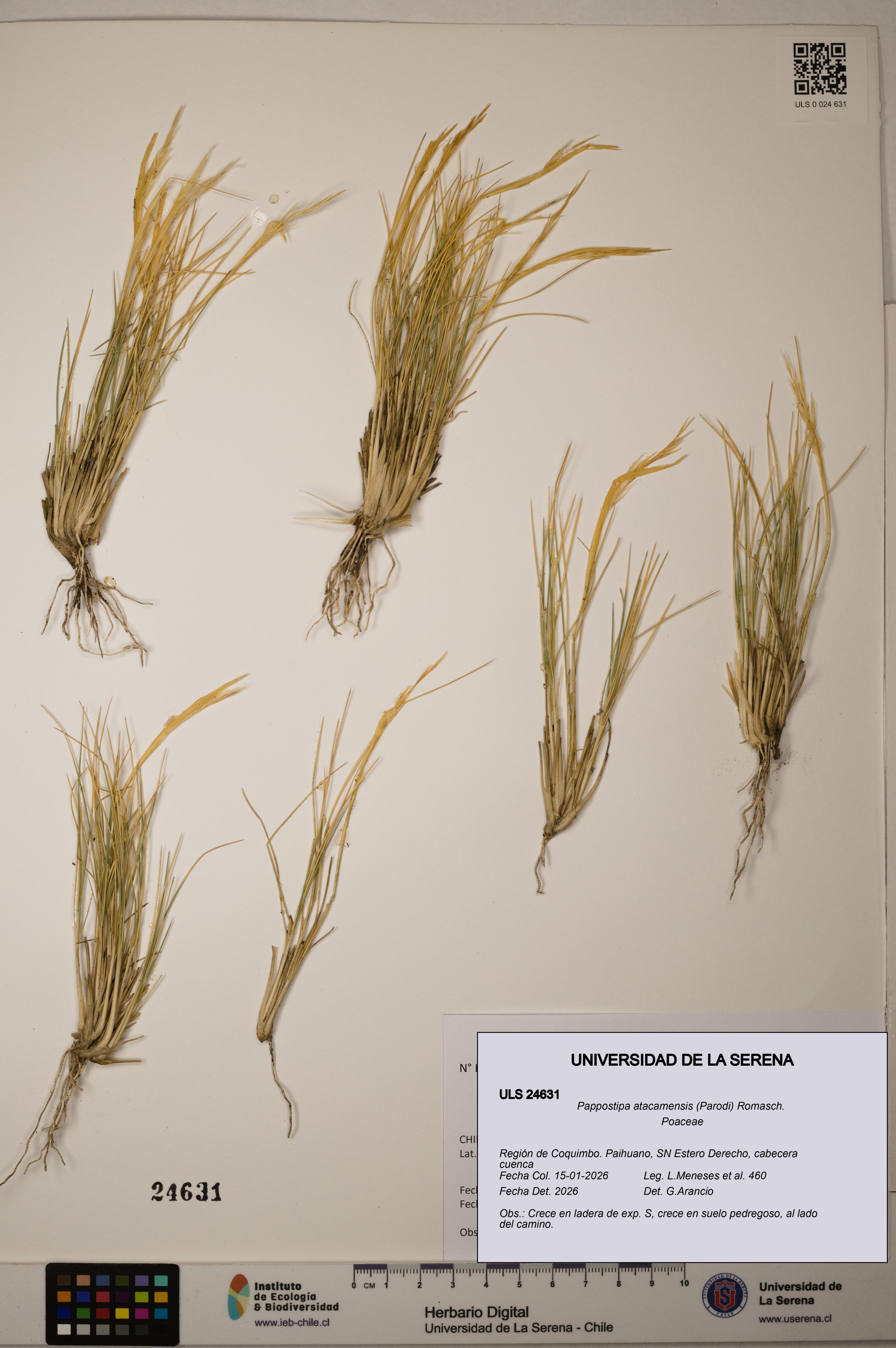 Pappostipa atacamensis [Espécimen: ]