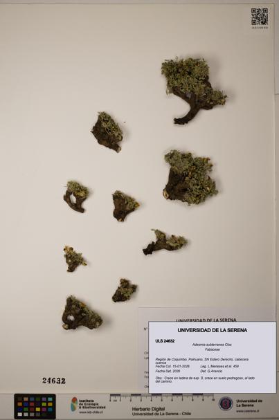 Adesmia subterranea [Espécimen: ]