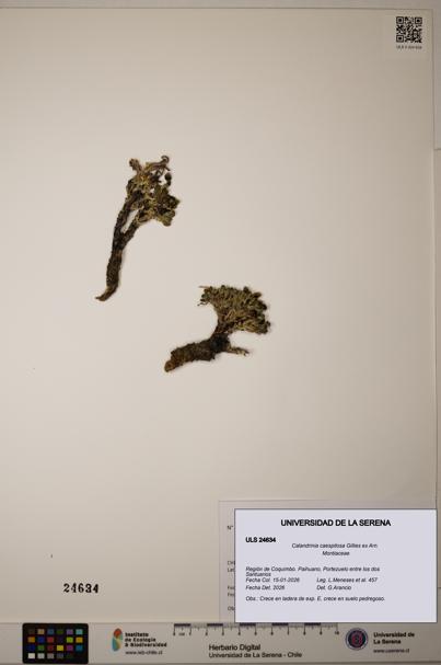 Calandrinia caespitosa [Espécimen: ULS:ULS:0024634]