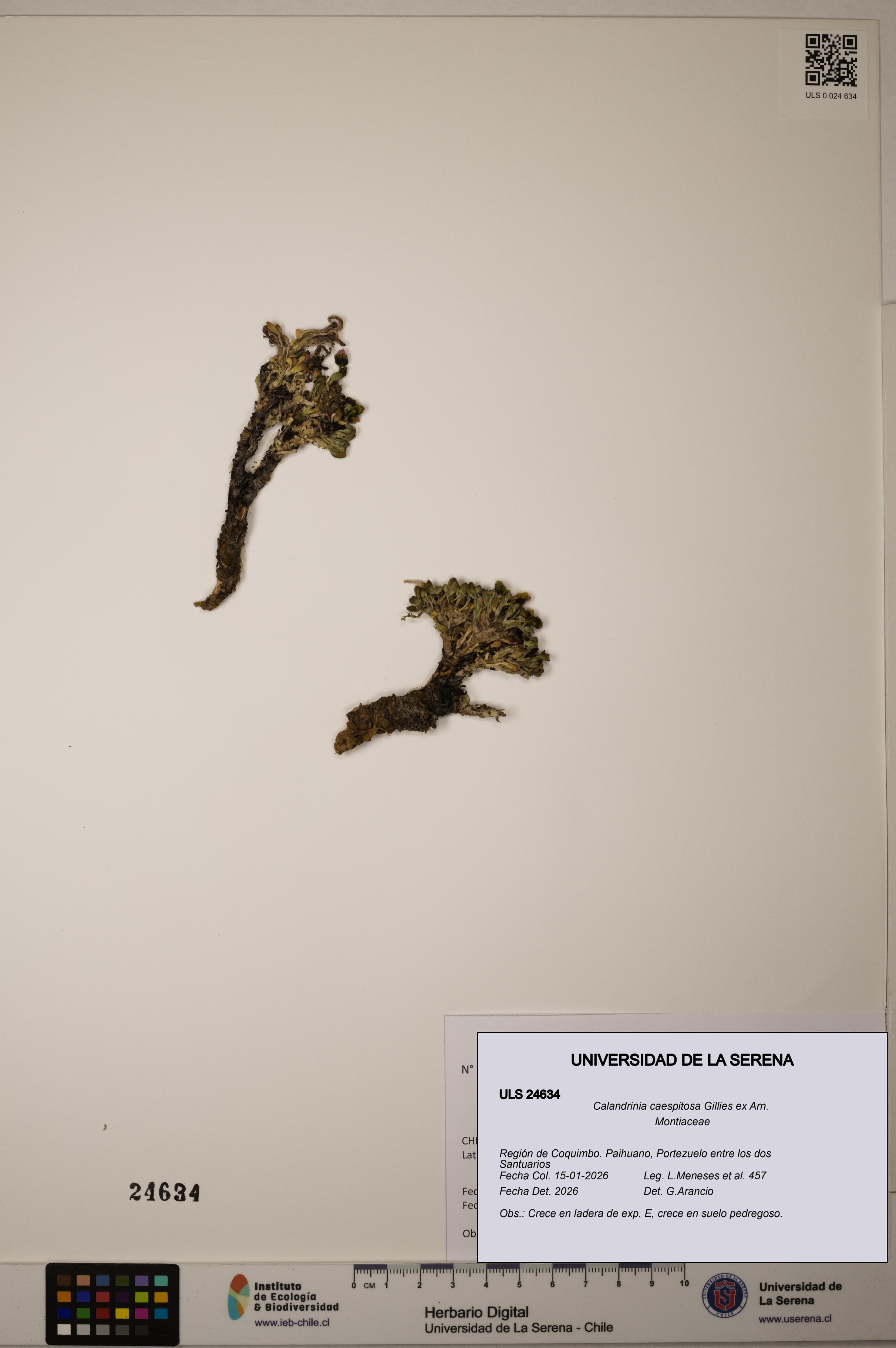 Calandrinia caespitosa [Espécimen: ULS:ULS:0024634]