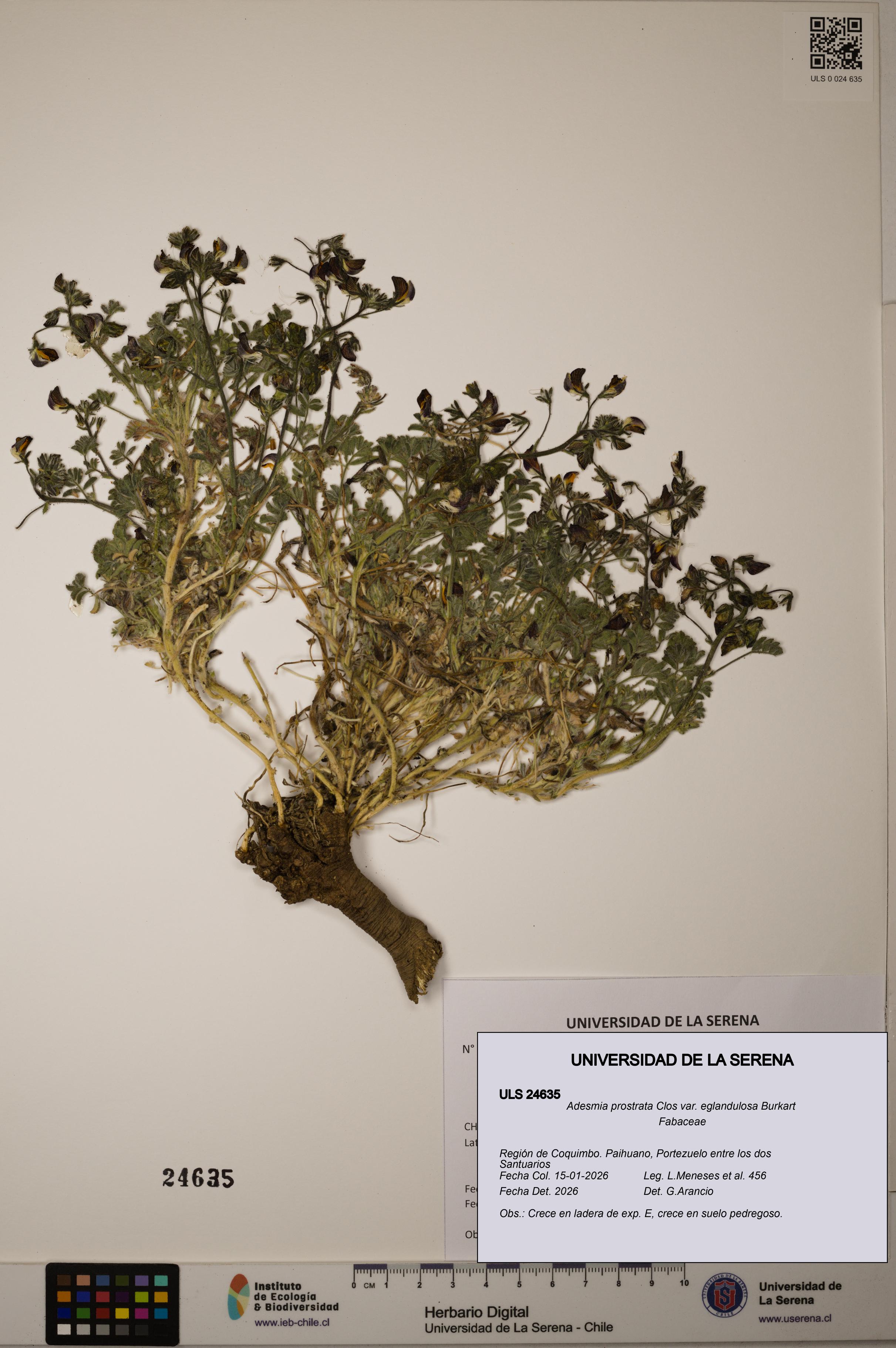 Adesmia prostrata [Espécimen: ULS:ULS:0024635]