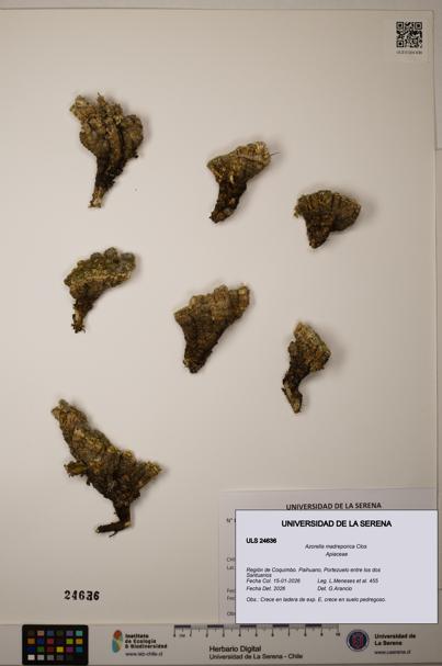 Azorella madreporica [Espécimen: ]