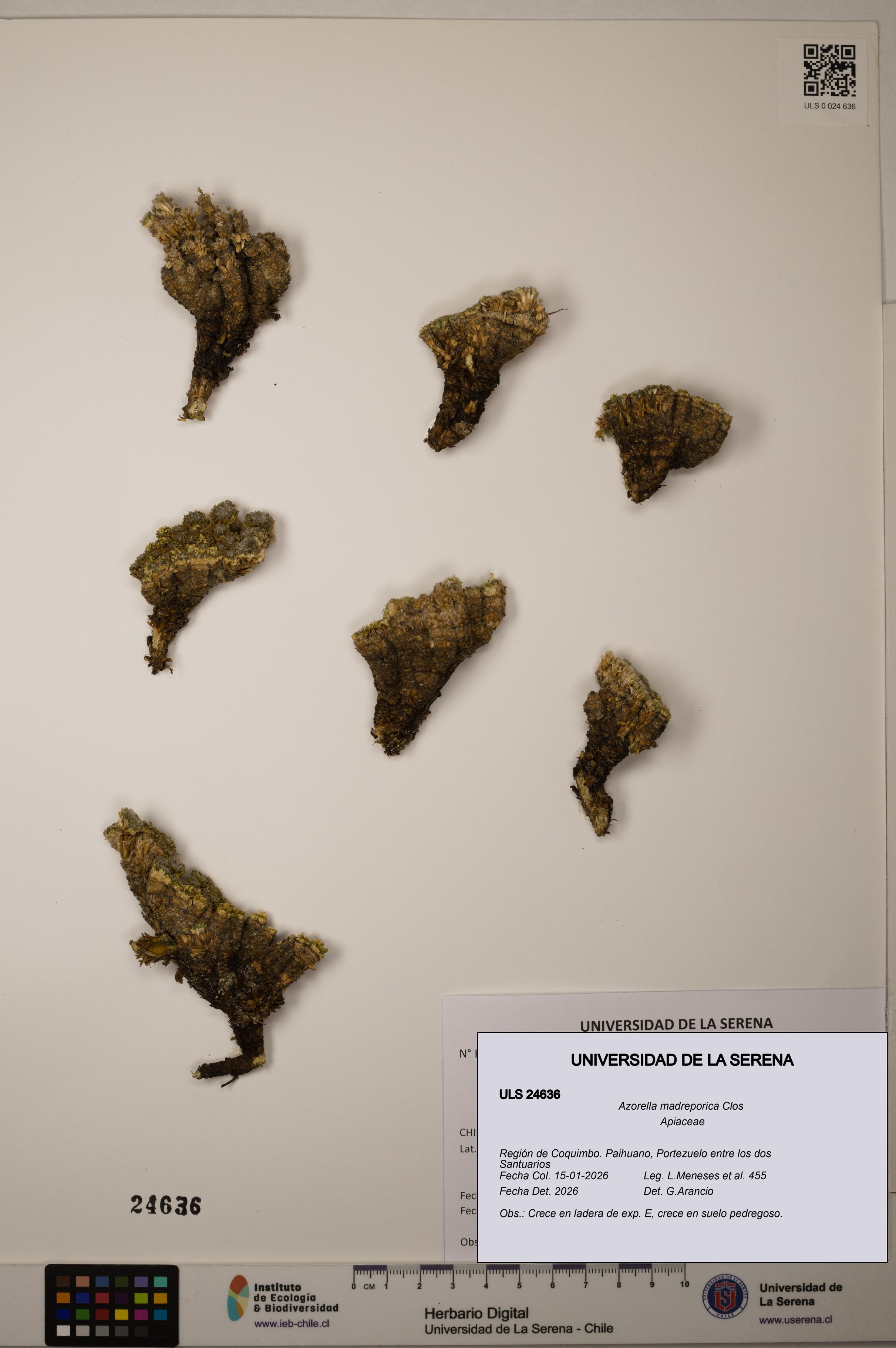 Azorella madreporica [Espécimen: ]
