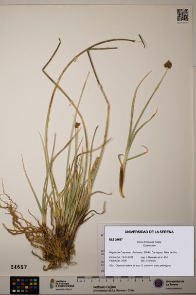 Carex firmicaulis [Espécimen: ]