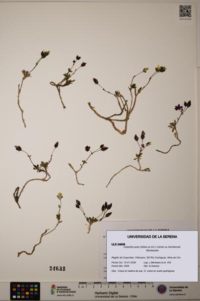 Cistanthe picta [Espécimen: ULS:ULS:0024638]