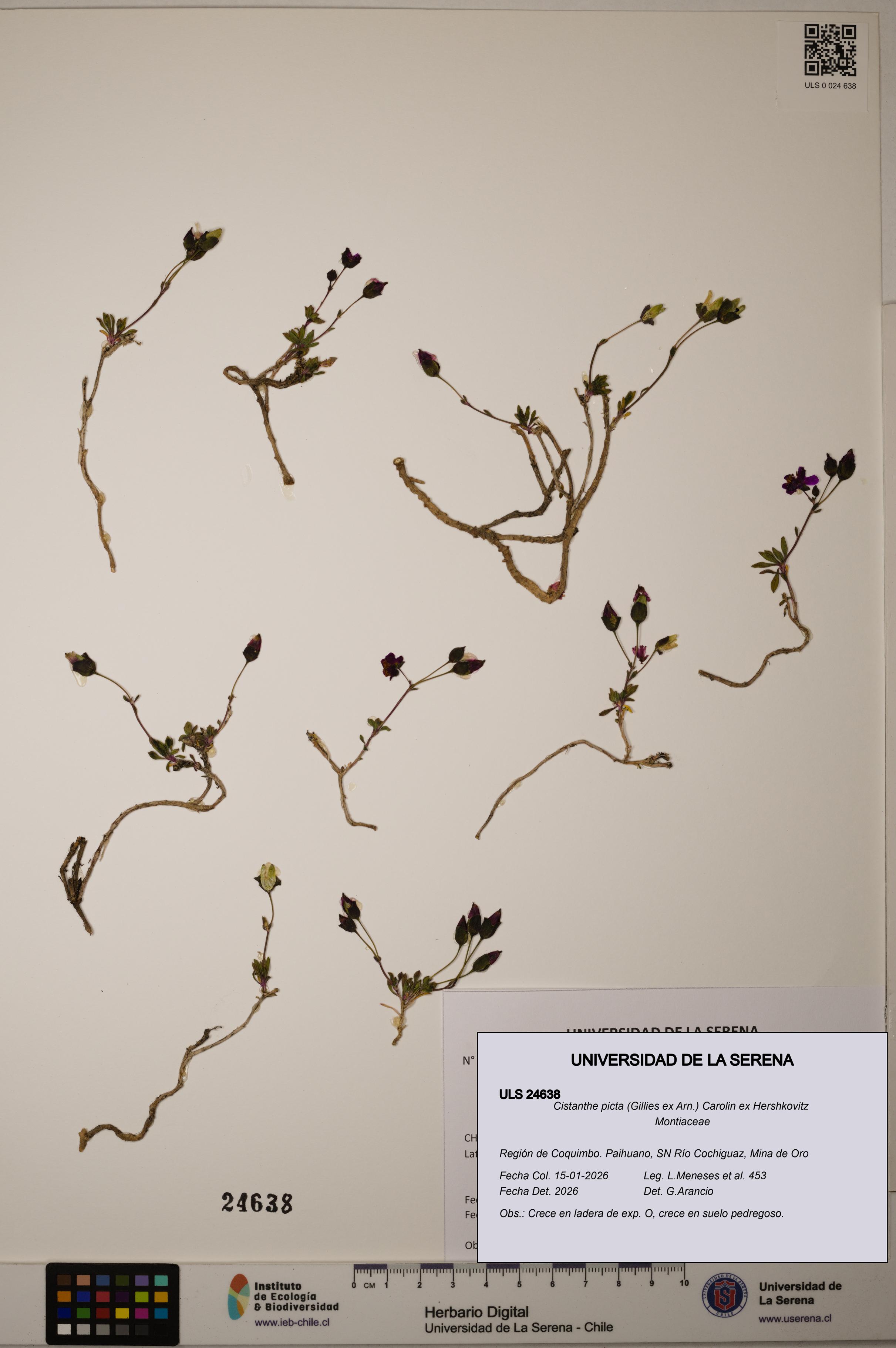 Cistanthe picta [Espécimen: ULS:ULS:0024638]