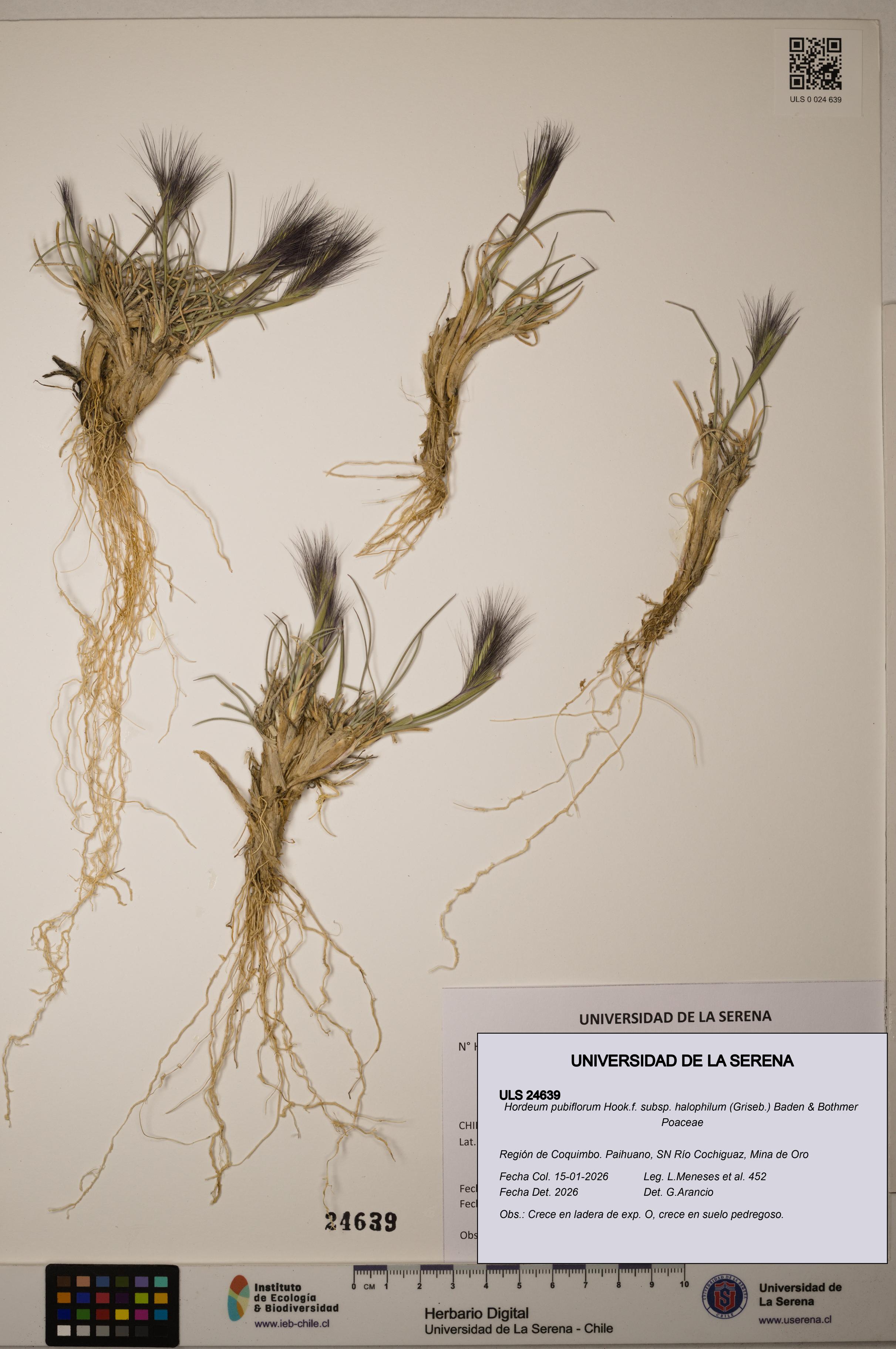 Hordeum pubiflorum subsp. halophilum [Espécimen: ]