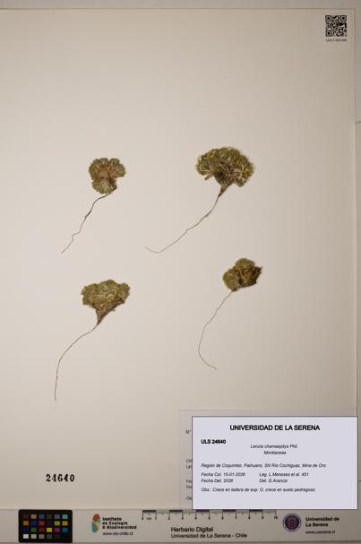Lenzia chamaepitys [Espécimen: ULS:ULS:0024640]