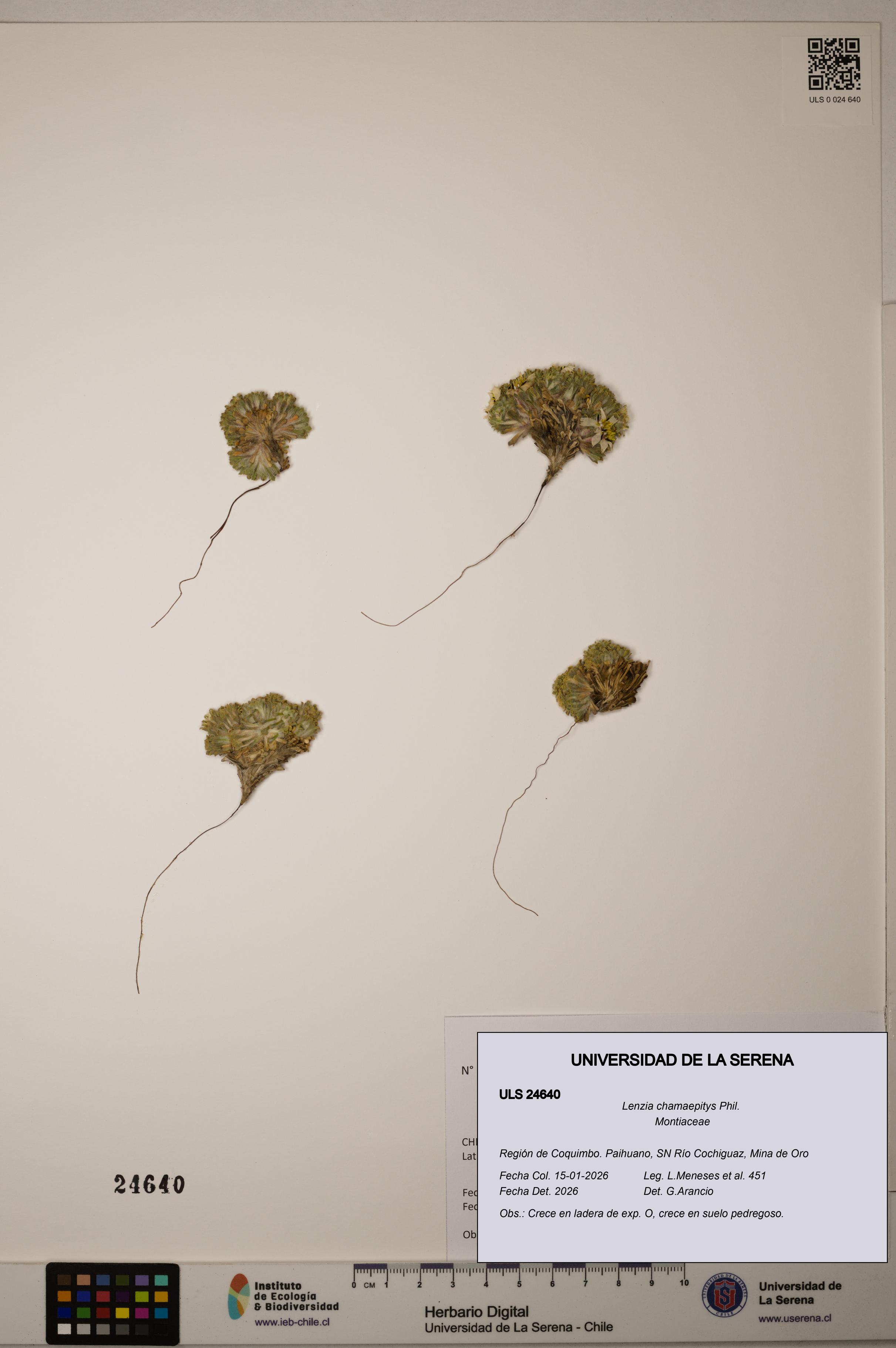 Lenzia chamaepitys [Espécimen: ULS:ULS:0024640]
