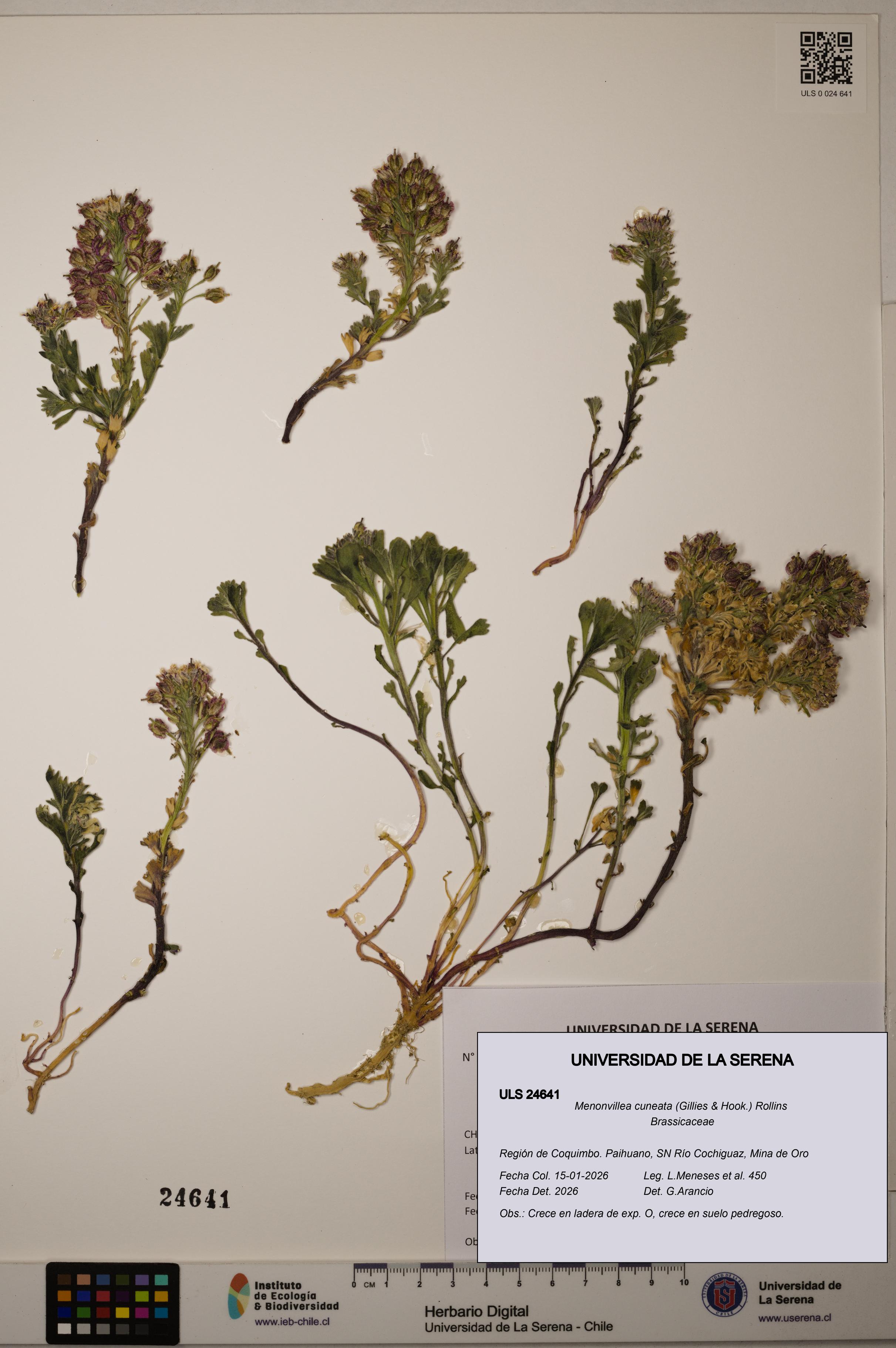 Menonvillea cuneata [Espécimen: ]