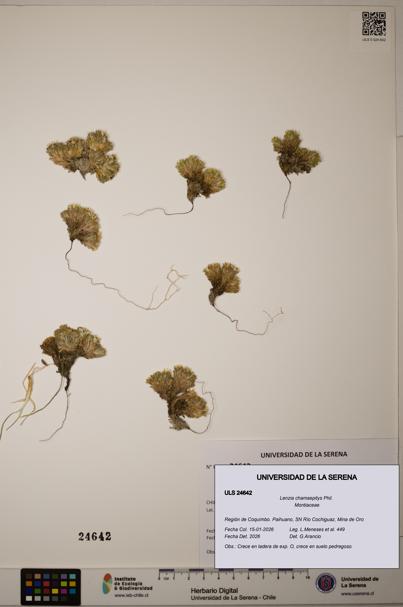 Lenzia chamaepitys [Espécimen: ULS:ULS:0024642]