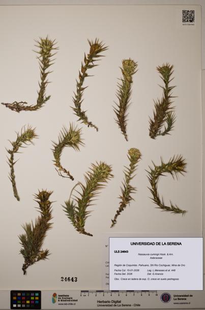 Nassauvia cumingii [Espécimen: ]
