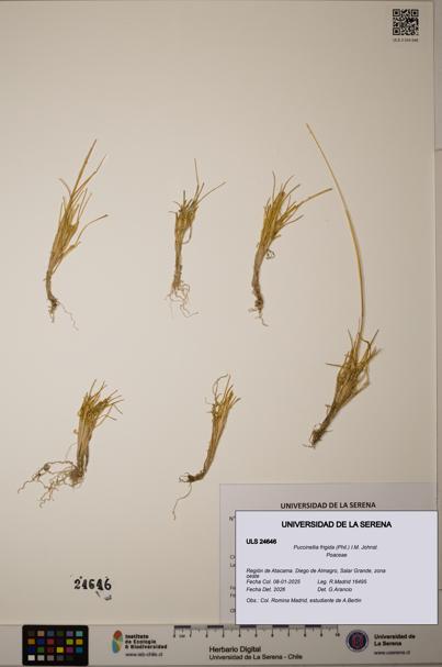 Puccinellia frigida [Espécimen: ]