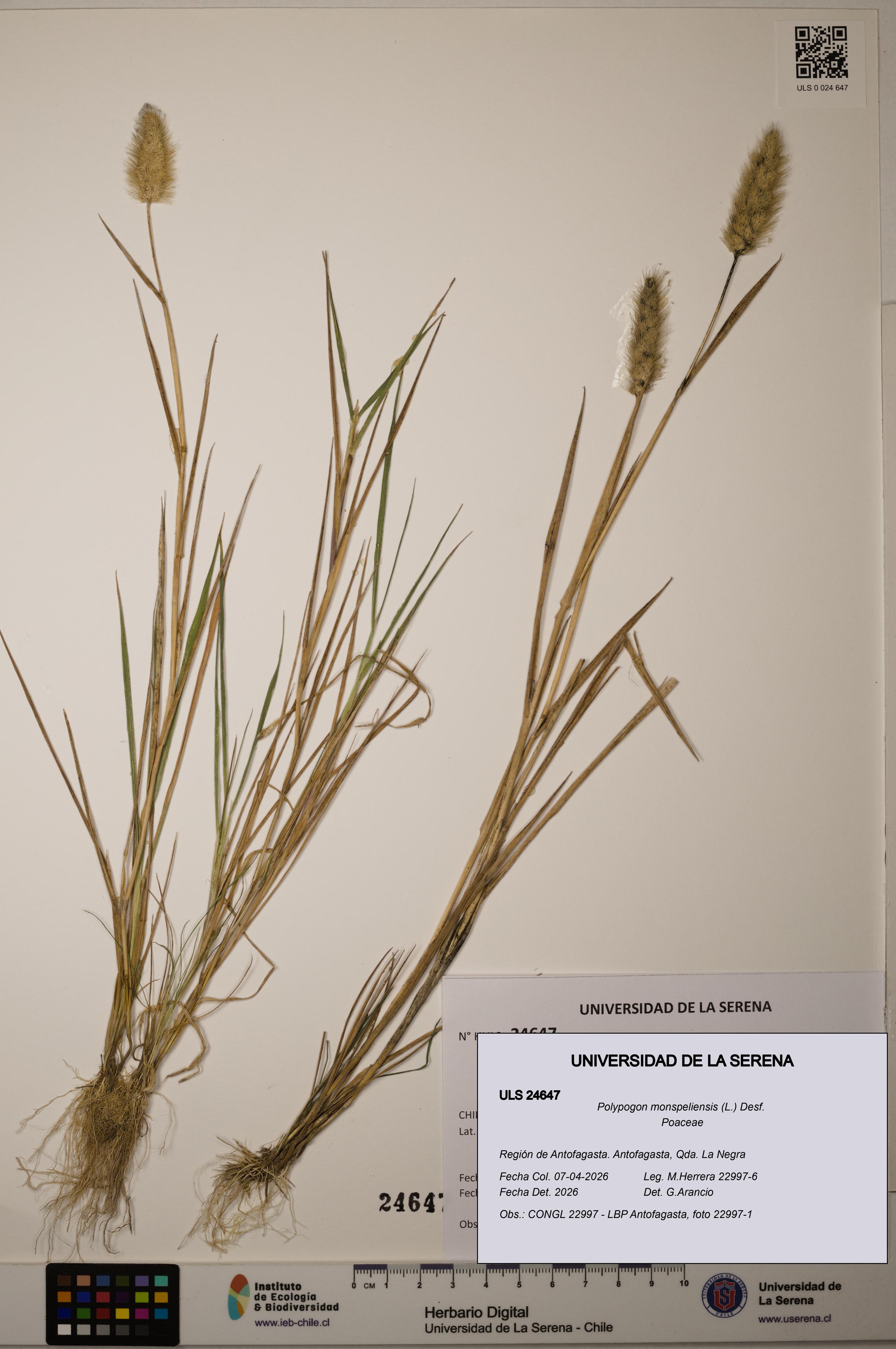 Polypogon monspeliensis [Espécimen: ]