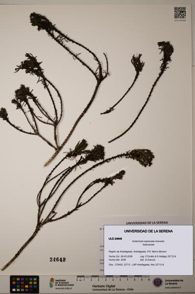 Gutierrezia espinosae [Espécimen: ]