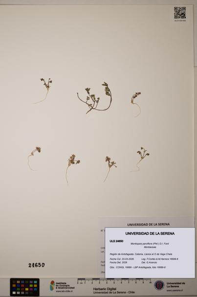 Montiopsis parviflora [Espécimen: ]