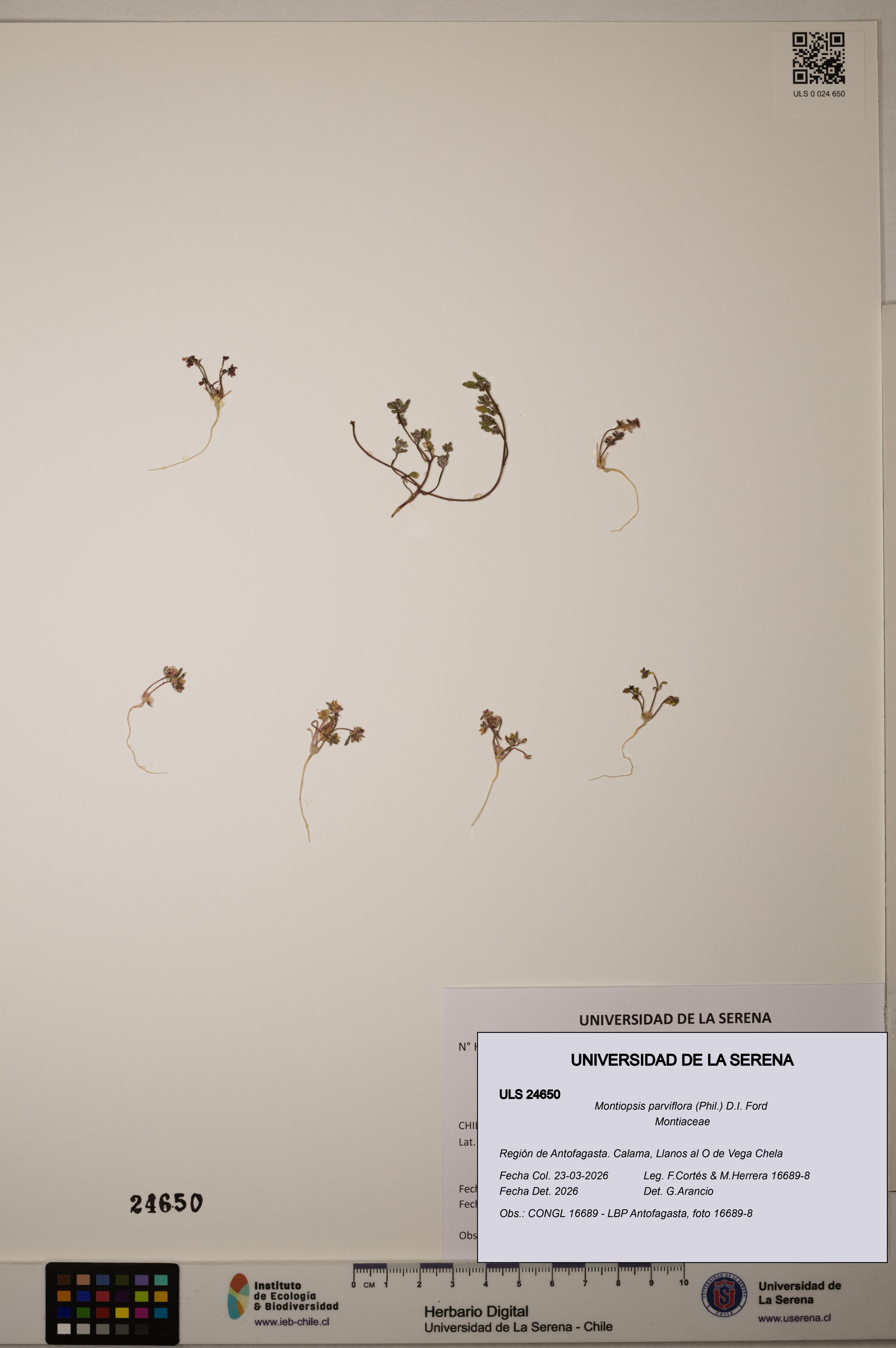 Montiopsis parviflora [Espécimen: ]