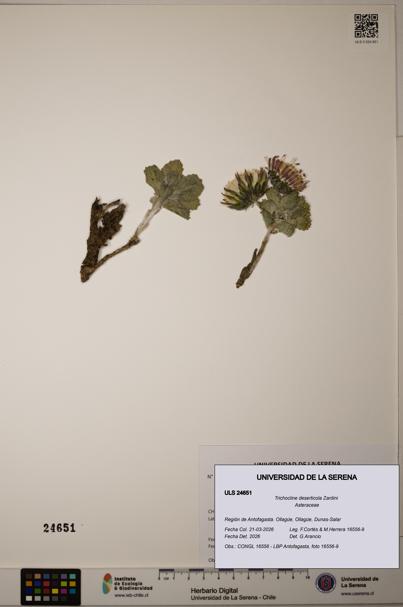 Trichocline deserticola [Espécimen: ]