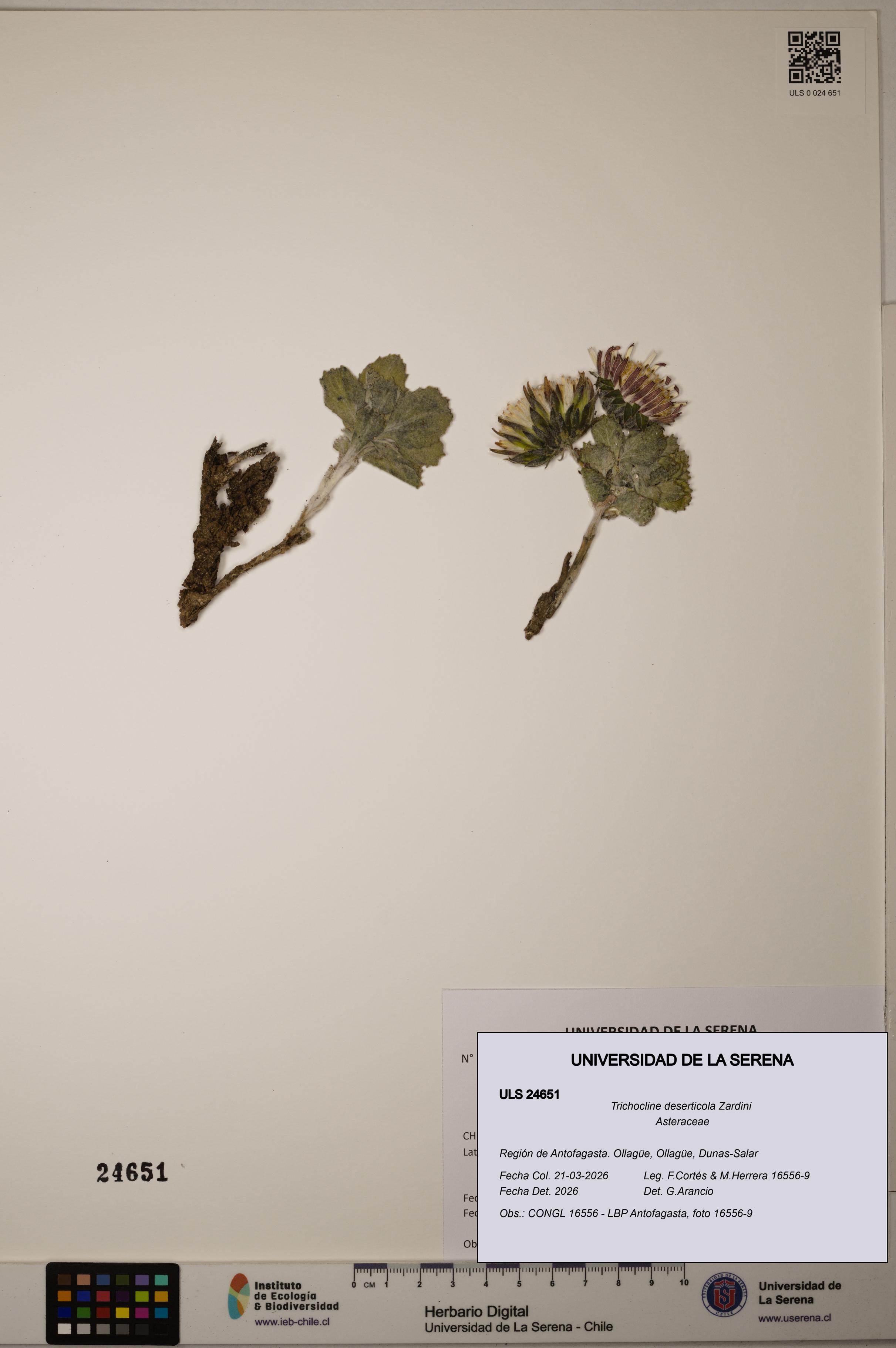 Trichocline deserticola [Espécimen: ]