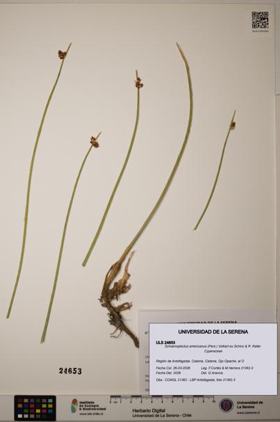 Schoenoplectus americanus [Espécimen: ]