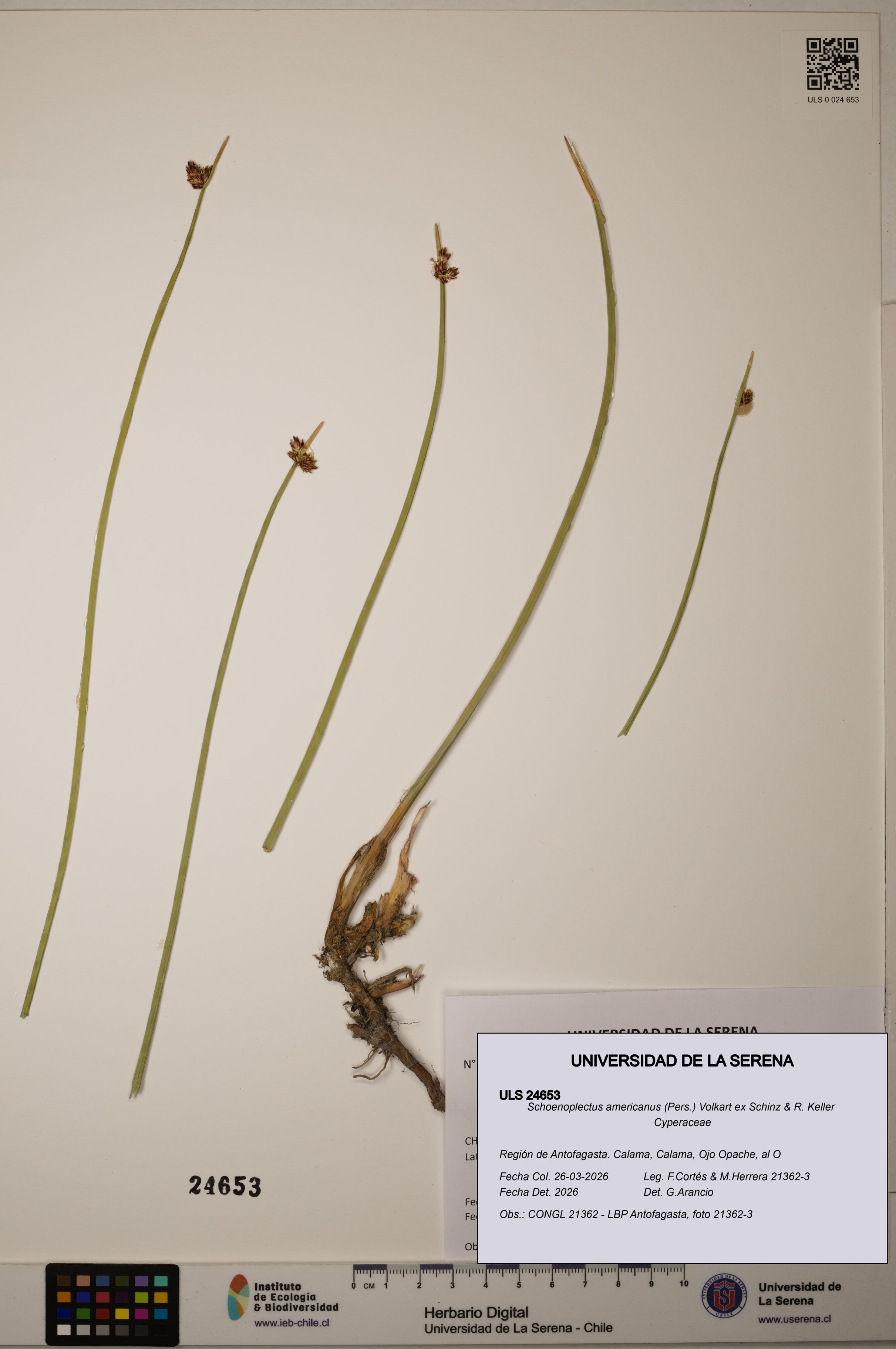 Schoenoplectus americanus [Espécimen: ]
