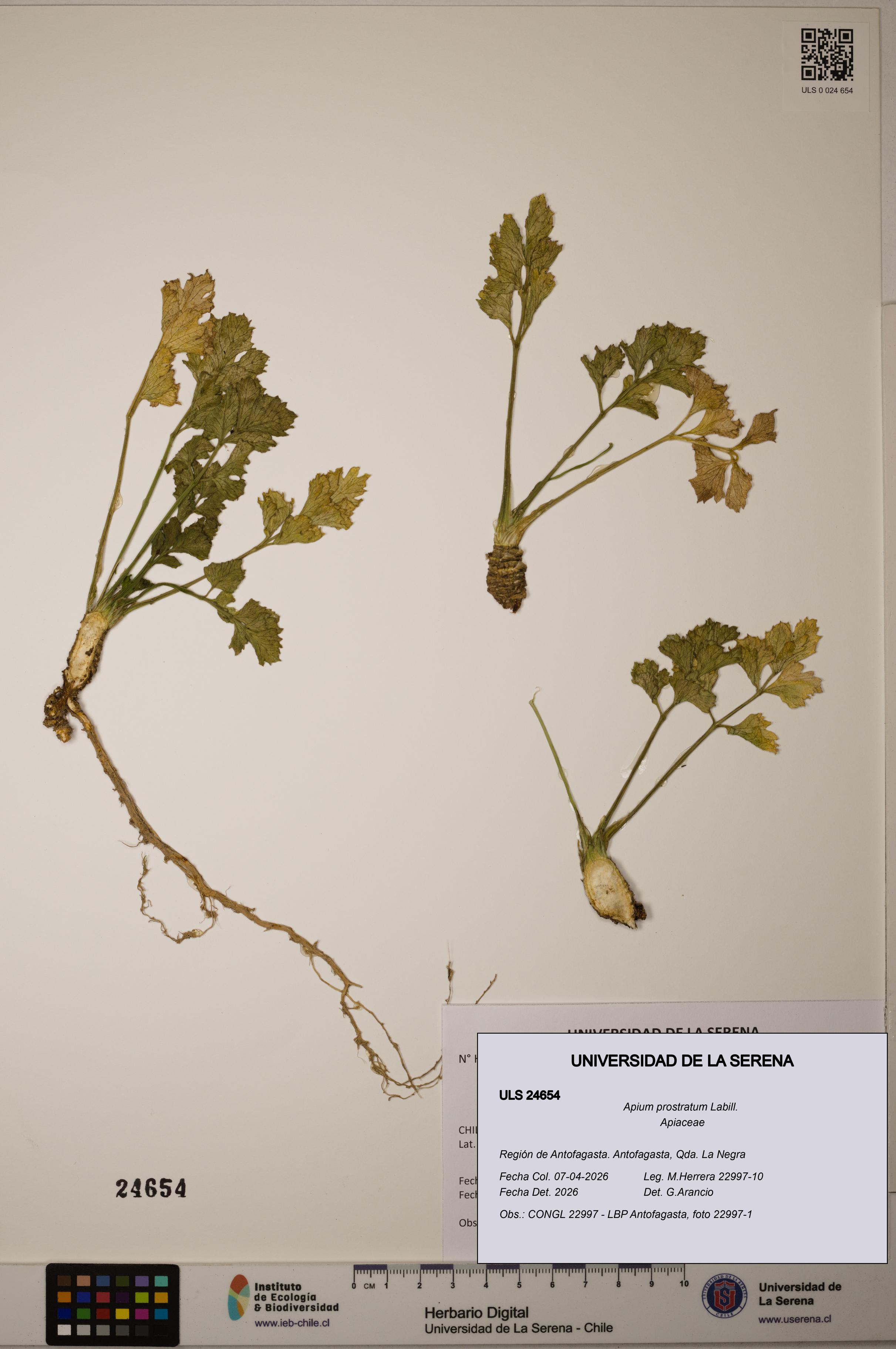 Apium prostratum [Espécimen: ]