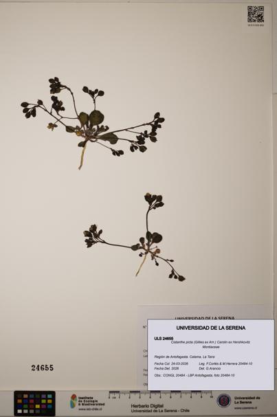 Cistanthe picta [Espécimen: ]