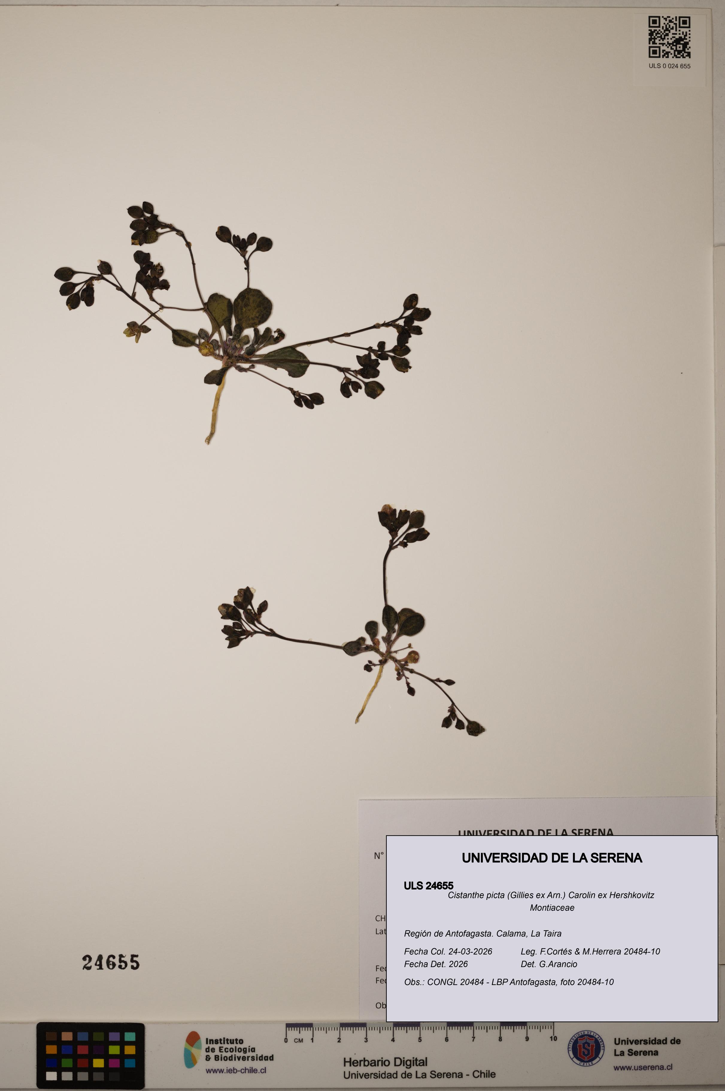 Cistanthe picta [Espécimen: ]